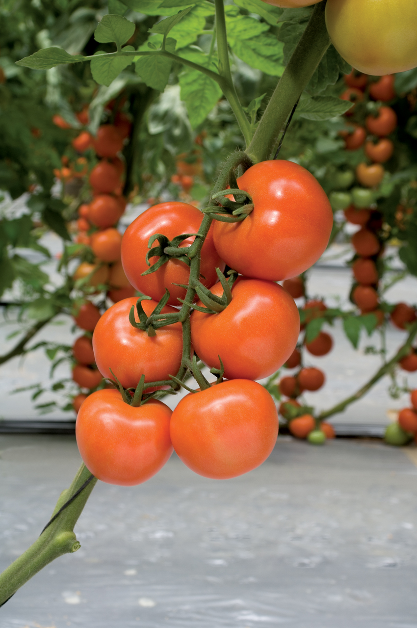 AGRO FRESH PRO