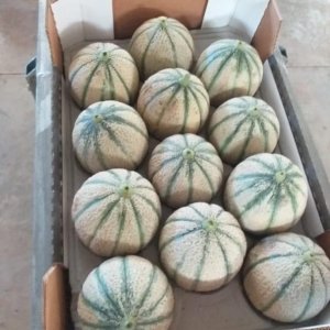melon cantaloup charentais