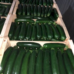 SELLERS ADS : Courgettes France 600 Tonnes  | Libertyprim