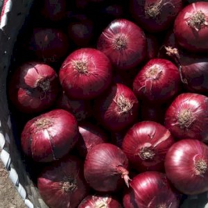 available onion products 