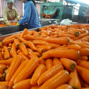 vietnam fresh carrot 