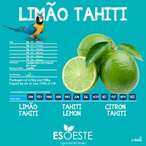 Limes Tahiti (