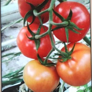 Organic Tomatoes (Produced without soil with Jeotermal Energy)