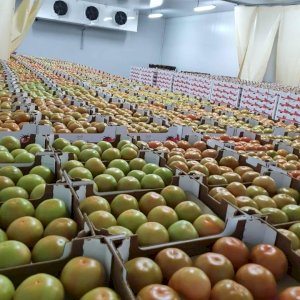 SELLERS ADS : Export fruit légumes | Libertyprim