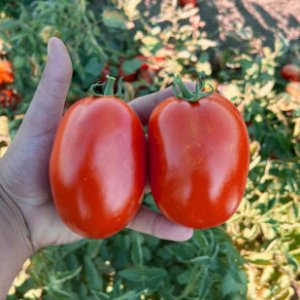 Semences de tomates hybrides.