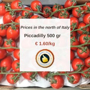 SELLERS ADS : Piccadilly Tomato 500 gr | Libertyprim