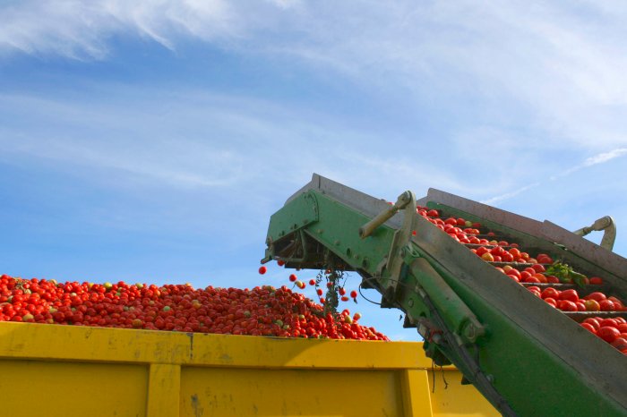 L'Italie : un acteur majeur dans la production de tomates transformées