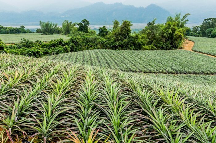 Costa Rica: A Virtuous Country