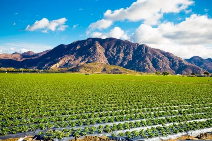 AgTech & Foodtech in California