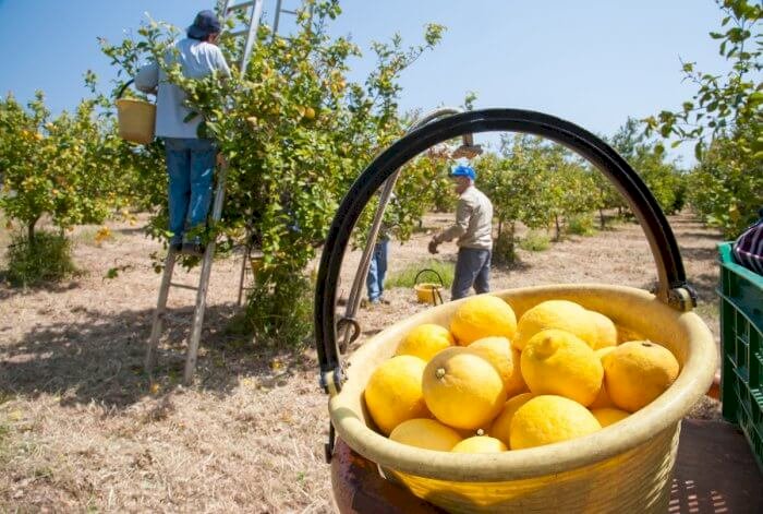 Lemons, world production