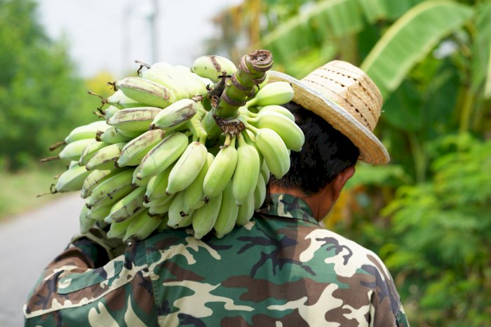 La nouvelle Guerre de la Banane ?