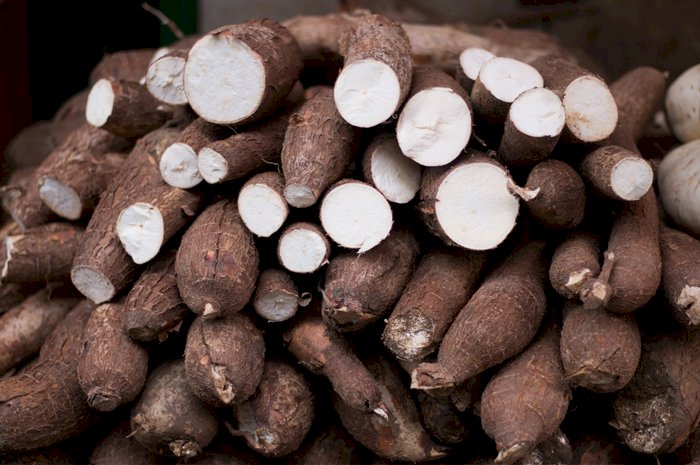 Retour sur les origines du Manioc