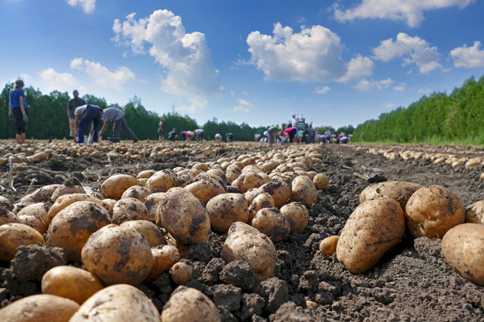 La France championne du monde des exportations de pommes de terre