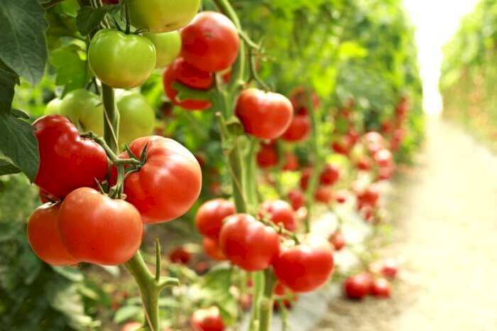 Tomato, a quick glance worldwide