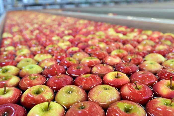 Traitements en post-récolte des fruits : des résultats prometteurs avec l’ozone