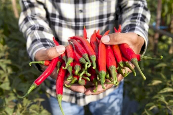The many virtues of chili pepper