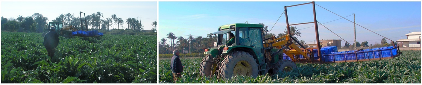 AGRO VERDURAS 2000