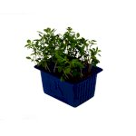Cress