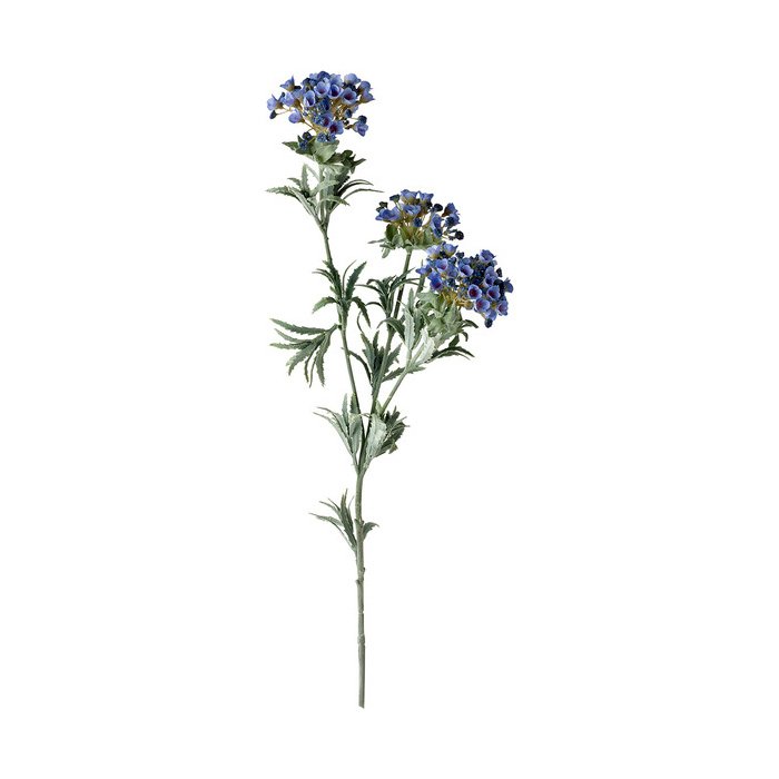 Alyssum Flower