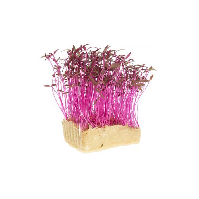 Amaranth Cress