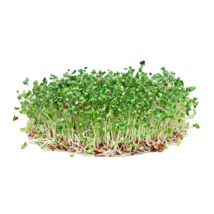 Cress | Libertyprim