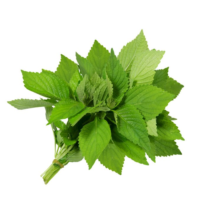 Foglie Di Shiso