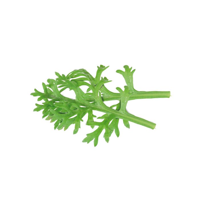 Kikuna Leaves