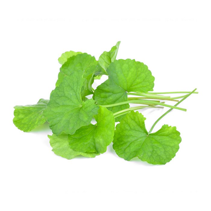 Gotu Kola