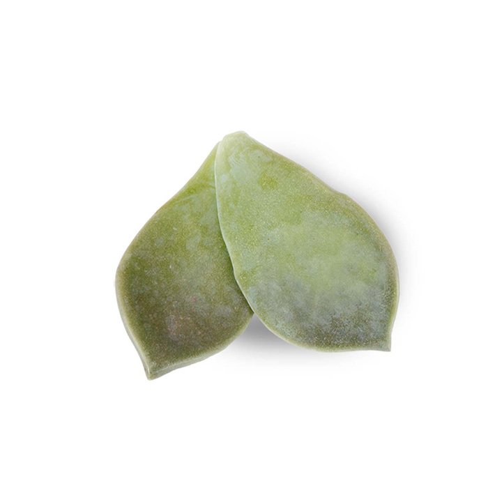 Majii Leaves