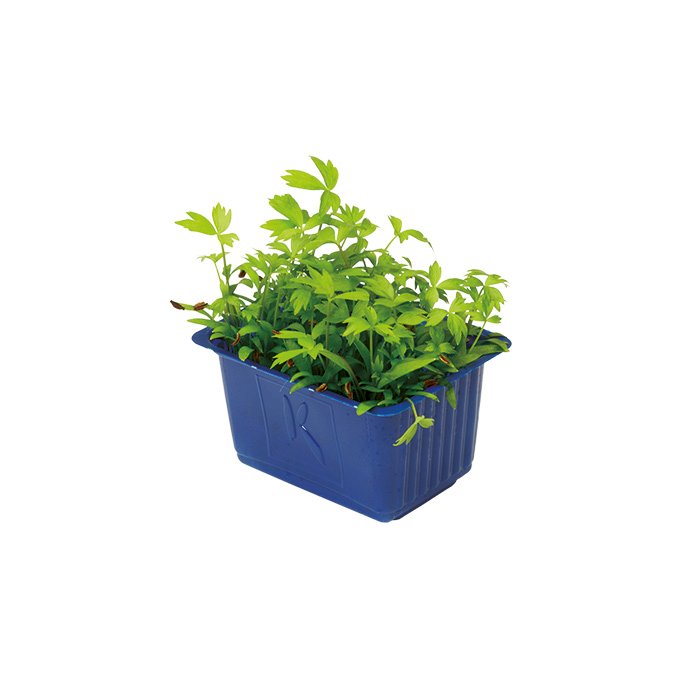 Crescione Motti