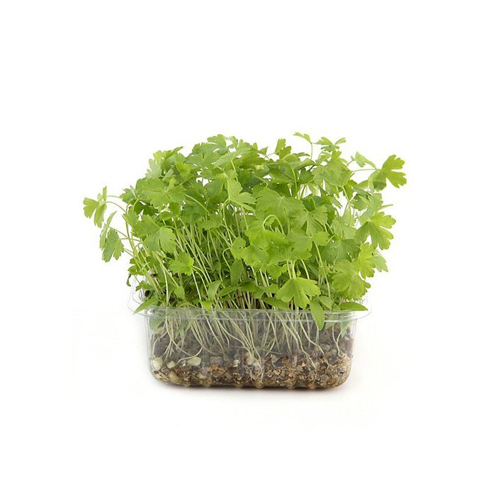 Flat Parsley Cress