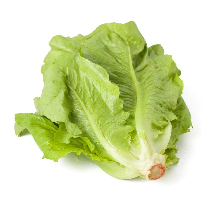 Romaine Lettuce 