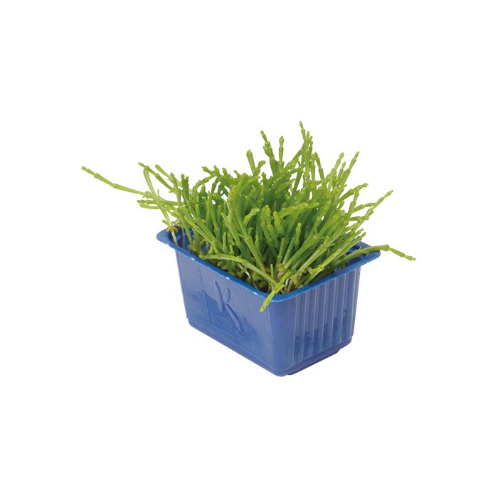 Salicornia Cress