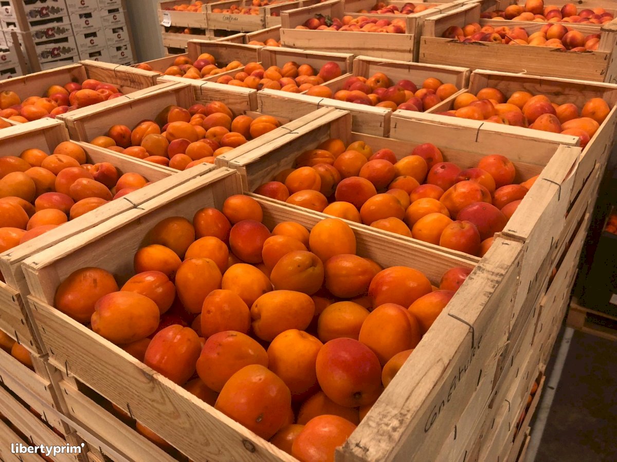 Apricot Class 1 France Conventional Grower - Peruzzo | Libertyprim