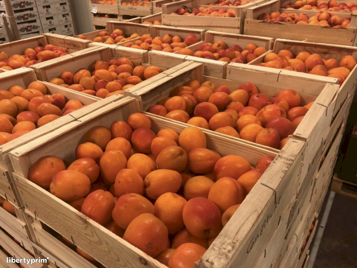 Apricot Class 1 France Conventional Grower - Peruzzo | Libertyprim