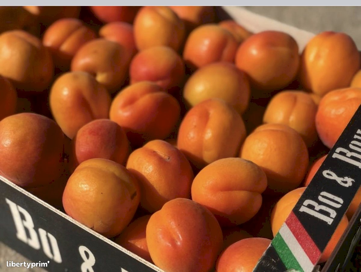 Apricot Class 1 Italy Conventional Grower - Peruzzo | Libertyprim