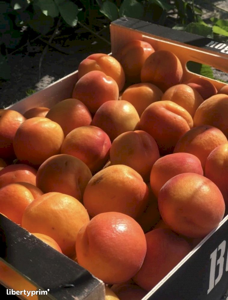 Apricot Class 1 Italy Conventional Grower - Peruzzo | Libertyprim