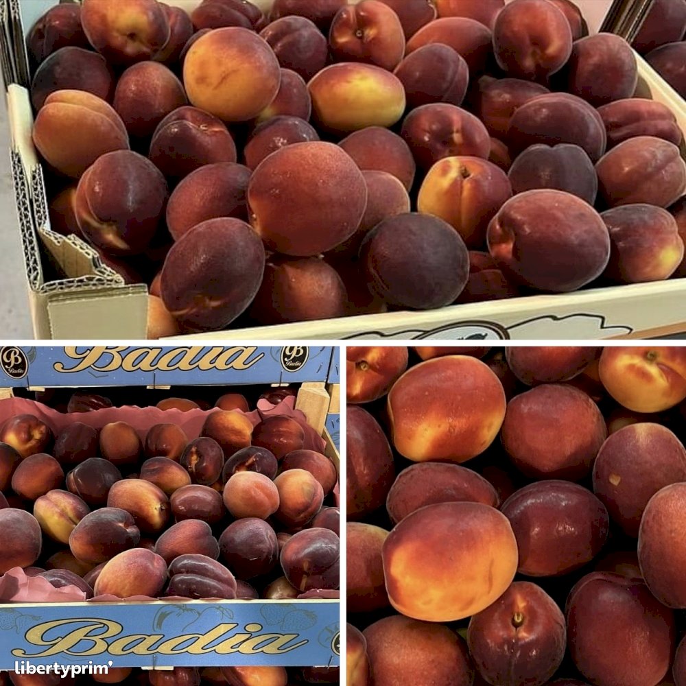 Apricot Class 1 Spain Distributor - sorianojustine66 | Libertyprim