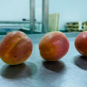 Apricot 