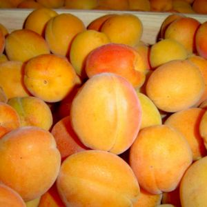 Apricot Bergeron