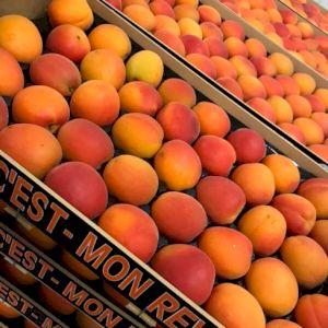 Apricot 