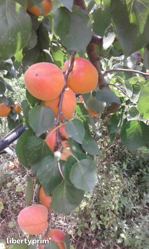 Apricot France Organic Grower - LES VERGERS DES CABANES | Libertyprim