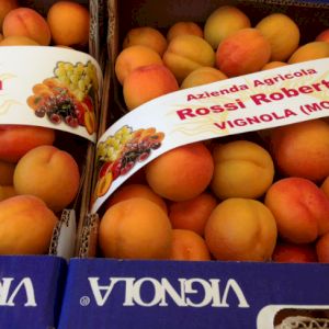 Apricot Red Orange Type