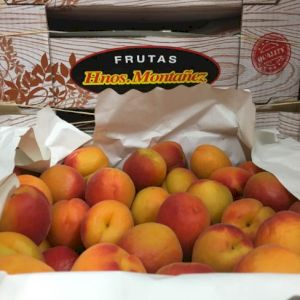 Apricot Red Type