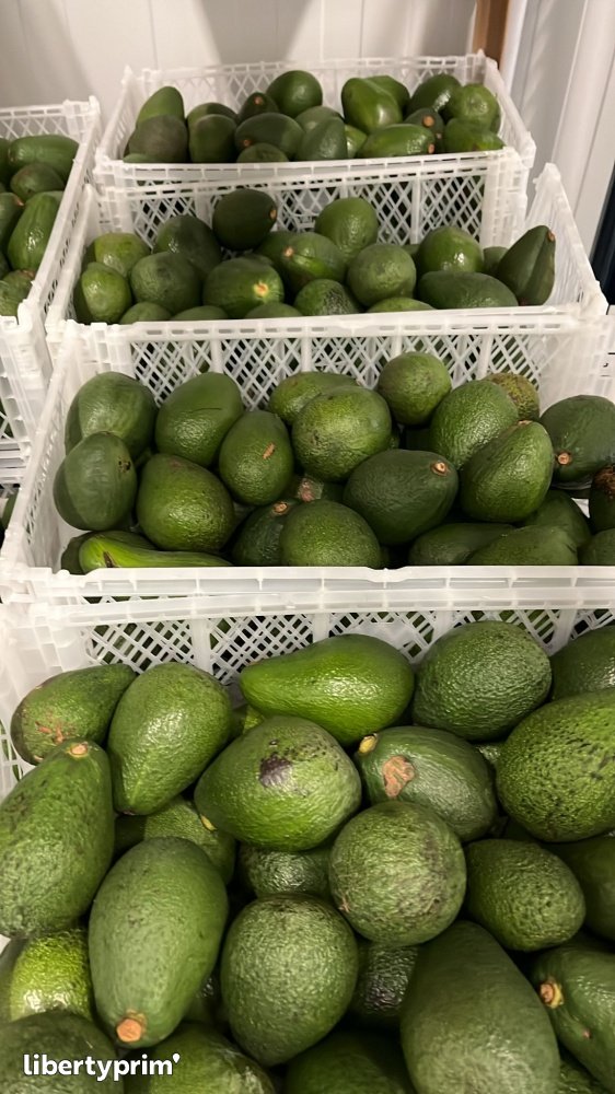 Avocado Bacon Spain Import & Export Solen Energia Solar Sl Libertyprim