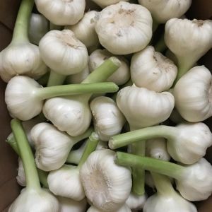 Garlic White