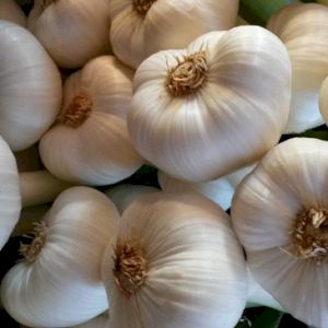 Garlic White