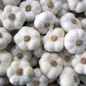 Garlic White