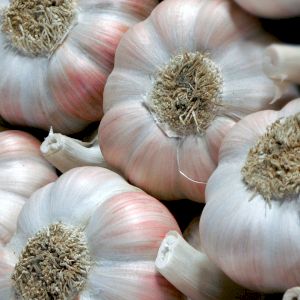 Garlic Lautrec
