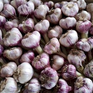 Garlic Fresh New